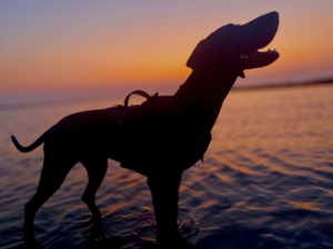 How to Take Your Dog from India to Poland/Europe